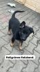 Schäferhund Welpen Mix